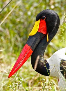 Saddle-billed Stork male