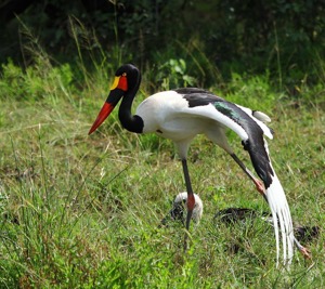 Saddle-billed Storkwith chick