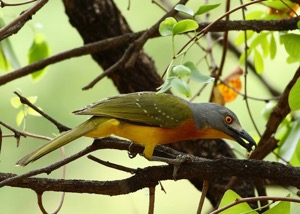 Grey-headed Bush-Shrike