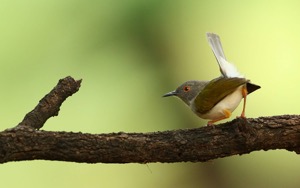 Grey-backed Camaroptera