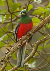 Narina Trogon