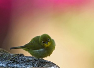 Cape White-eye