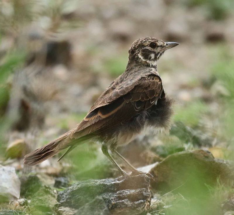 Dusky Lark