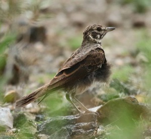 Dusky Lark