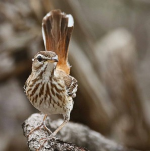 White-browed Scrub Robin