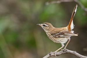 White-browed Scrub Robin