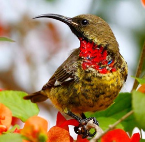 Imm. Scarlet-chested Sunbird 