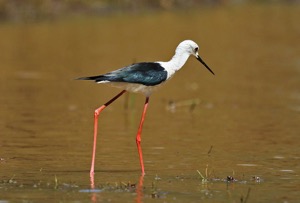 Black-winged Stilt