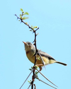 Burnt-necked Eremomela