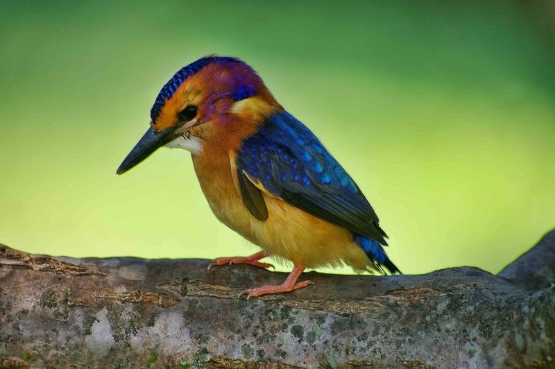 Pygmy-Kingfisher