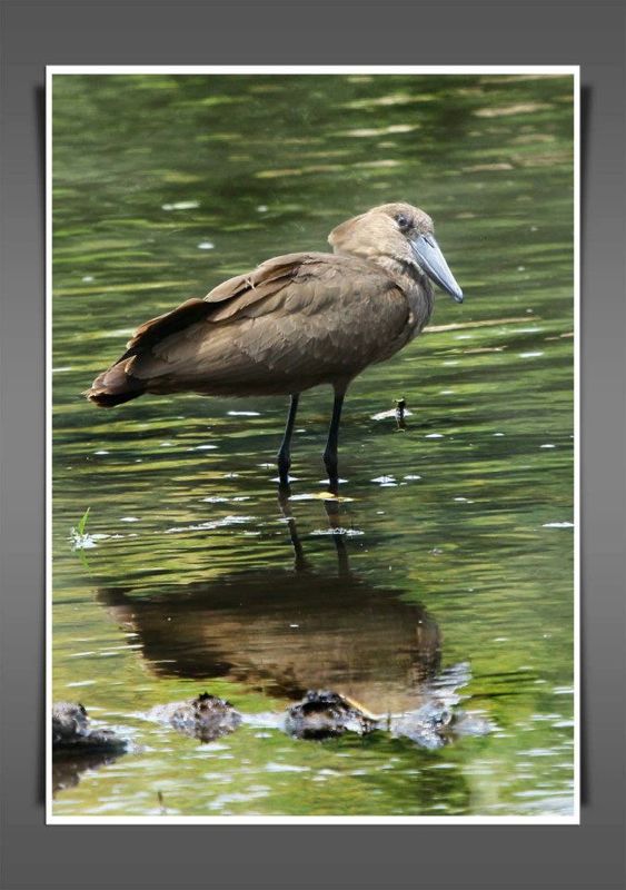 Hamerkop