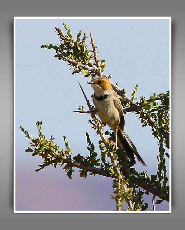 Rufous-eared Warbler