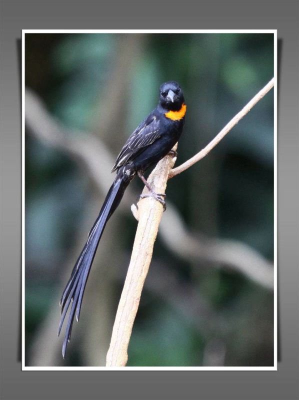 Red-collared Widowbird