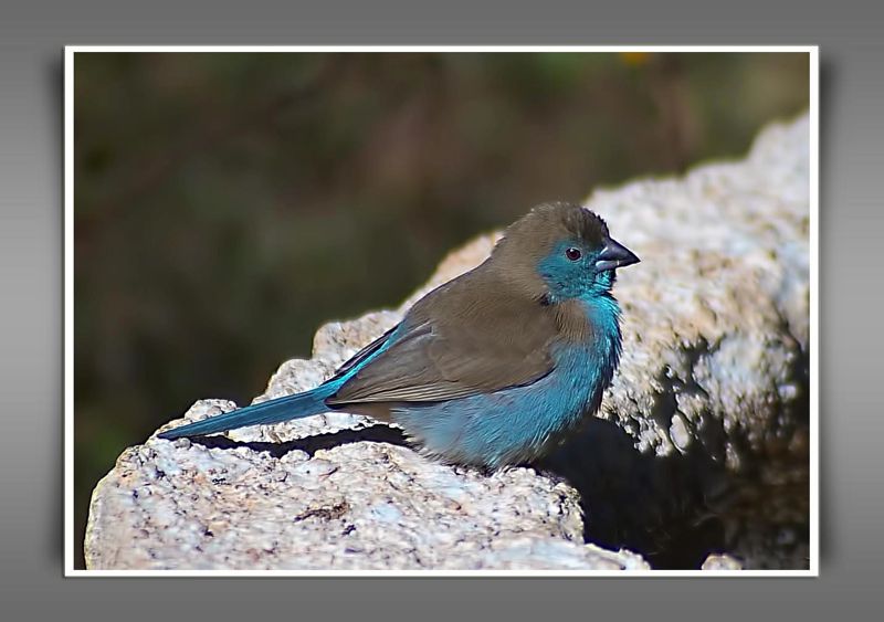 Blue Waxbill