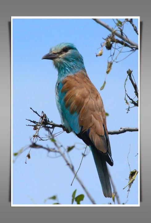 European Roller