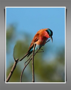 Southern Carmine Bee-eater