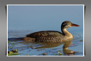 African Finfoot