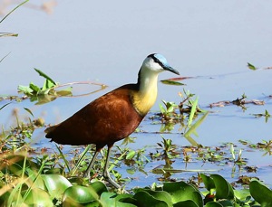 African Jacana