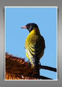 Black-headed Oriole