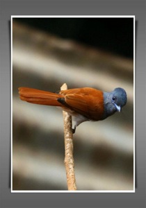 African Paradise-Flycatcher