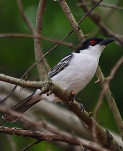 Black-backed Puffback