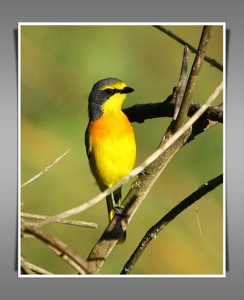 Orange breasted Bush Shrike