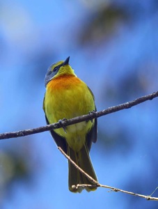 Orange breasted Bush Shrike