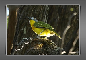 Grey-headed Bush-Shrike