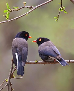 Retz's Helmet-Shrike