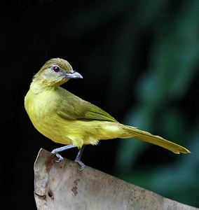 Yellow-bellied Greenbul