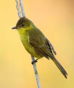 Dark-capped Yellow Warbler