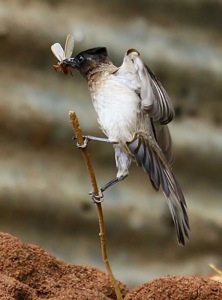 Dark-capped Bulbul