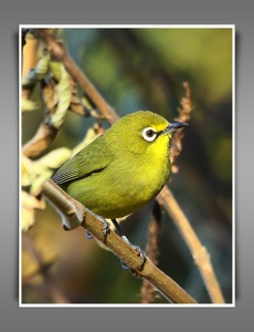 African Yellow White-eye