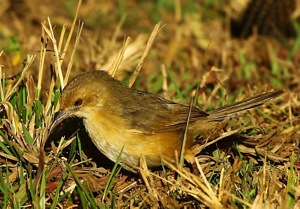 Red-faced Cisticola 