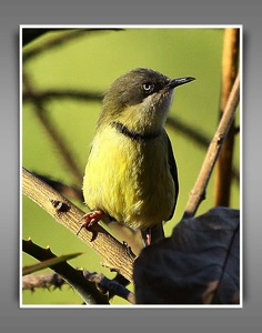 Bar-throated Apalis