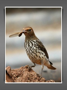 Groundscraper Thrush