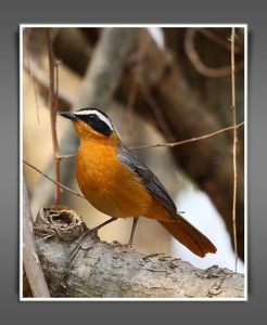 White-browed Robin-Chat