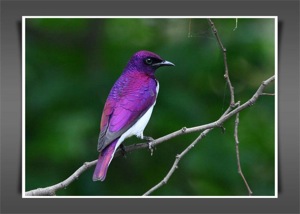 Violet-backed Starling