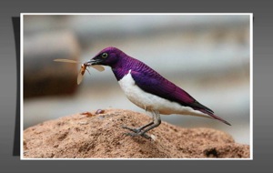 Cinnyricinclus leucogaster