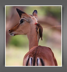 Red-billed Oxpecker on Impala