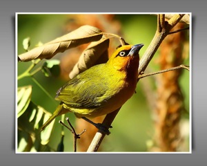 Spectacled Weaver 