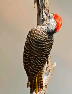 Cardinal Woodpecker