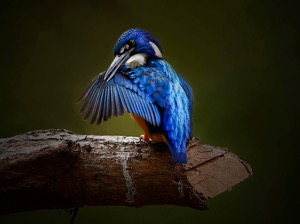 Half-collared Kingfisher