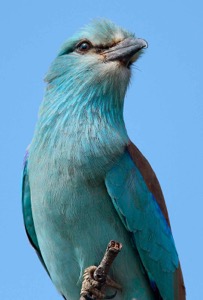 European Roller