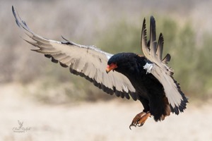Bateleur Eagle comes in for the perfect landing