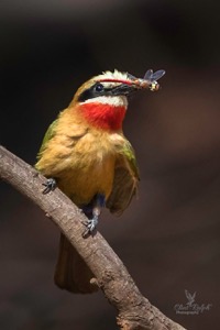 White-fronted Bee-eater