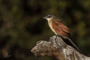 White-browed Coucal