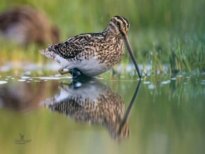 African Snipe