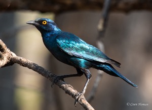 Cape glossy Starling