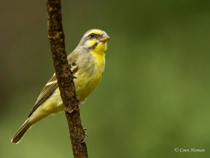 Yellow-fronted Canary